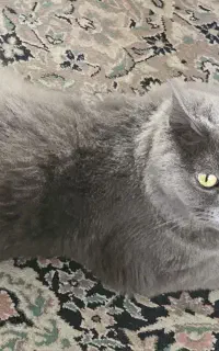 گربه دستی ۸ماهه طوسی