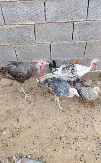 بوقلمون