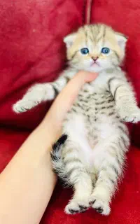 اسکاتیشمادهامادهتحویل