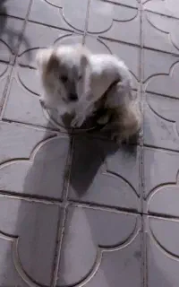 سگ بازی گوش