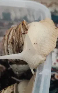 حلزون آچاتینا