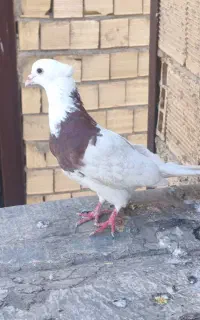 کبوتر طوقی خال دار