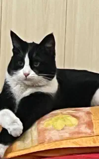 واگذاری رایگان گربه