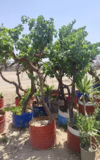 انگور  قوی و میوه بزرگ بن بالا همه نوع موجود است
