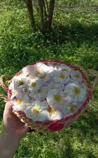 تور گلاب گیری گیلده و دریاچه گردی
