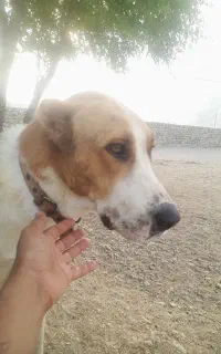 سگ ماده دارم