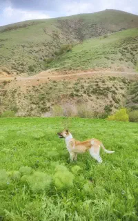 سگ یک ساله