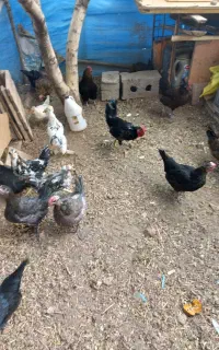 مرغ وخروس