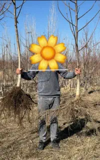 نهال گردو تضمینی