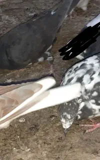 مجسمه کبوتر