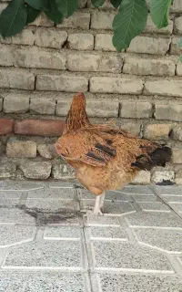مرغ سالم تخم گزار