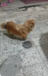 سگ اشپیتز ماده