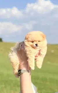 توله پامر