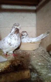 کبوترجفت