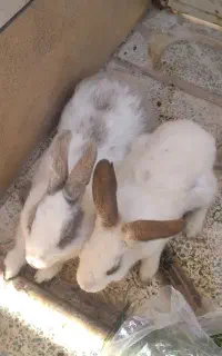 خرگوش