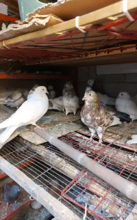 خریدار و فروش کفتر کبوتر