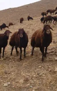 یک عدد گوسفند گم شده