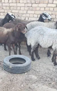 فروش میش