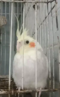 معاوضه عروس هلندی با جوجه مرغ مینا