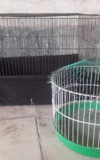 قفس پرنده