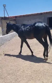 اسب ۱سرخارجی