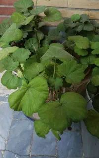 سمعدانی