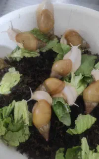 حلزون مولد و نیمه مولد سه ماه