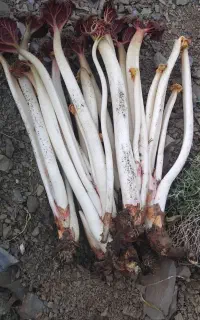 ریواس