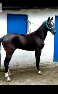 اسب آخال تکه مدارک دار