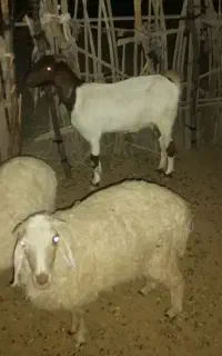 فروش بره