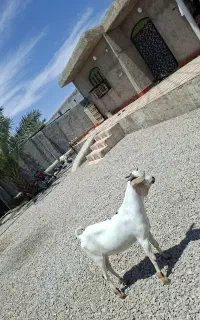 نری سومال اصل