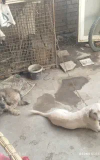یک جفت سگ پاکوتا