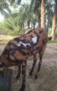 بز پنجاپ