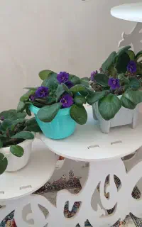 گل وگیاه طبیعی