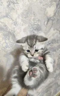 واگذاری گربه