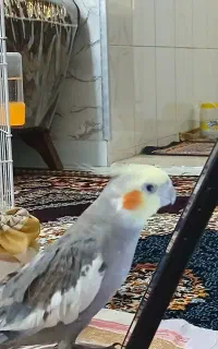 عروس هلندی