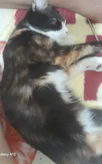 گربه خونگی