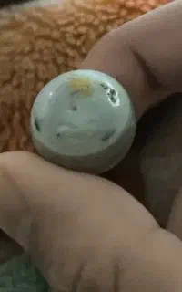 جفت سلیمانی یمنی اصلی
