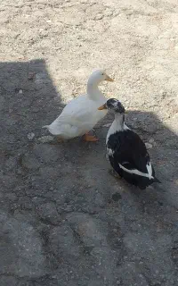اردک