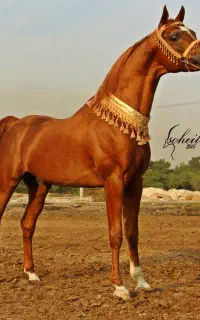 سیلمی دوسر مصری