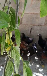 خوردنی