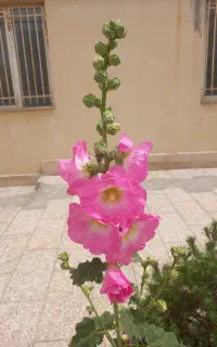 سم پاشی منازل وهرس اصولی درختان