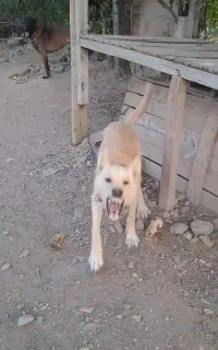 توله گرگی نر