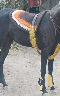 کره مادیون طوفان کیانی