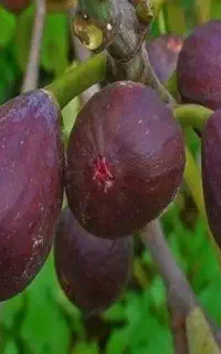 پیش‌فروش نهال پربار و مقاوم به کم آبی انجیرگلابی