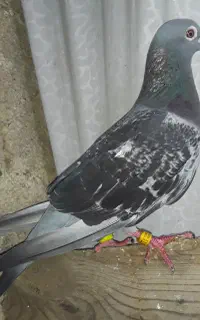 کبوتر پلاکی..