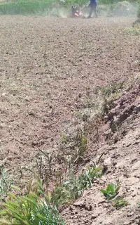 پیوند زنی درختان پسته ،خال، ماشوله.