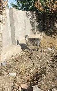 اردبیل شمس‌آباد