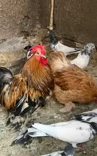 مرغ خروس کوشین اصل