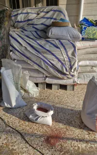 گندم سیروان جو محلی